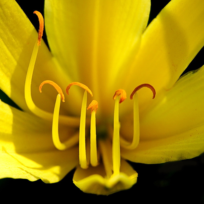 08.06.2010 Tiere-Blume-Makro-D31_5521-als-Smart-Objekt-1.jpg